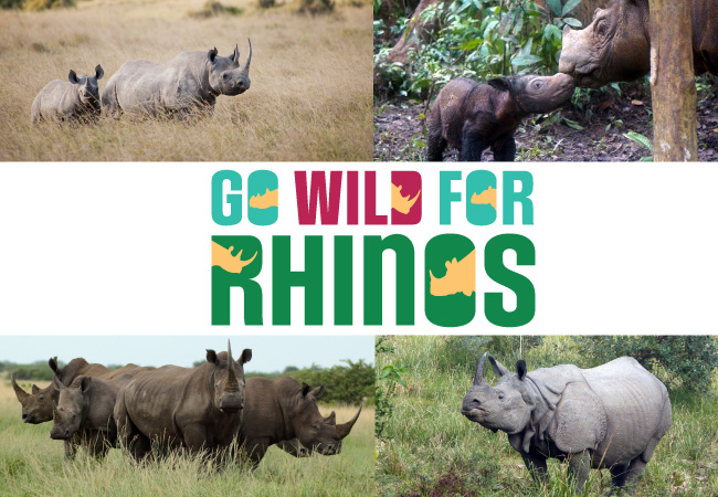 Go Wild for Rhinos